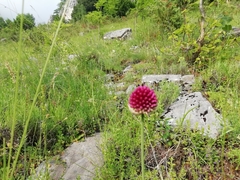 Allium sphaerocephalon