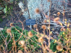 Picrasma quassioides