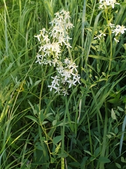 Clematis lathyrifolia