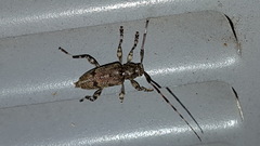 Graphisurus fasciatus