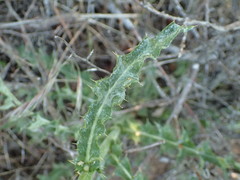 Cirsium occidentale