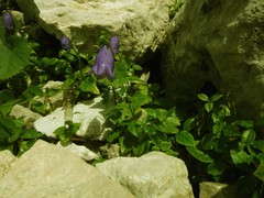 Campanula pulla