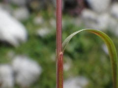 Festuca norica