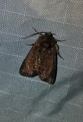 Oligia latruncula