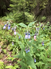 Mertensia paniculata
