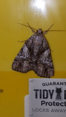 Catocala pretiosa