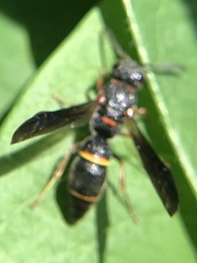 Parancistrocerus histrio