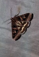 Drasteria grandirena