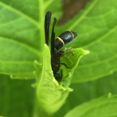 Parancistrocerus histrio
