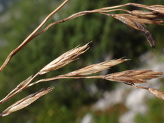 Festuca norica