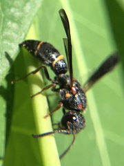 Parancistrocerus histrio