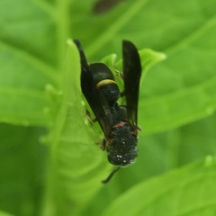 Parancistrocerus histrio
