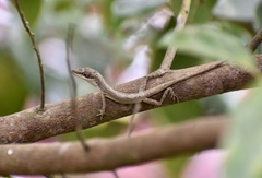 Anolis rejectus