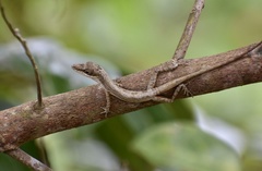 Anolis rejectus