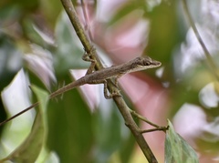Anolis rejectus