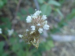 Gilia capitata abrotanifolia
