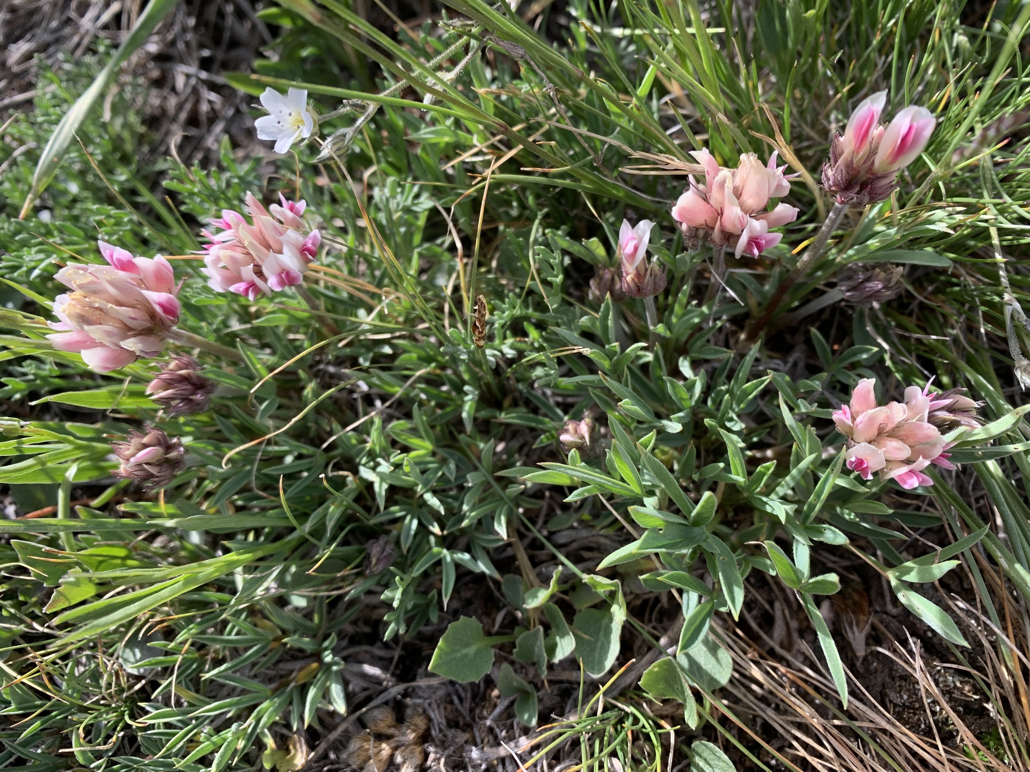 Trifolium dasyphyllum