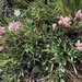 Trifolium dasyphyllum - Photo (c) erylander,  זכויות יוצרים חלקיות (CC BY-NC), uploaded by erylander