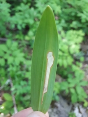 Synchysa tricincta