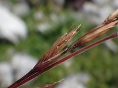 Festuca norica
