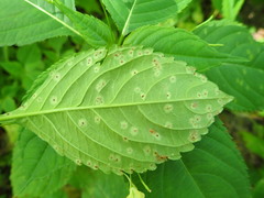 Puccinia komarovii