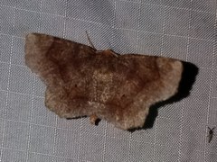 Metarranthis hypochraria