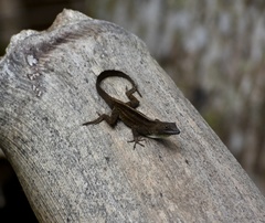 Anolis homolechis