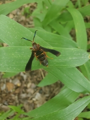 Vitacea polistiformis