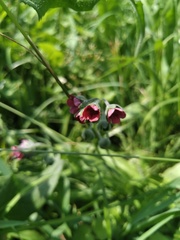 Cynoglossum officinale