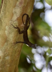 Anolis homolechis