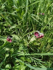 Cynoglossum officinale