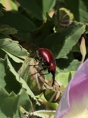 Merhynchites bicolor