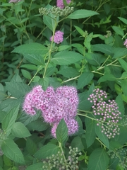 Spiraea