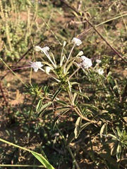 Clerodendrum ternatum