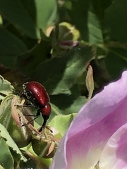 Merhynchites bicolor