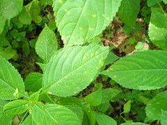 Puccinia komarovii