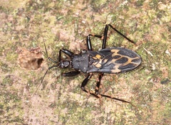 Leogorrus litura
