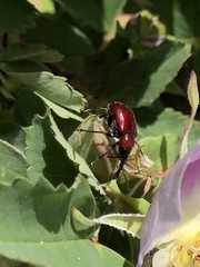 Merhynchites bicolor