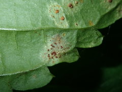 Puccinia komarovii
