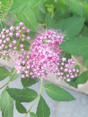 Spiraea