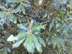 Euclea natalensis obovata