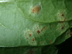 Puccinia komarovii