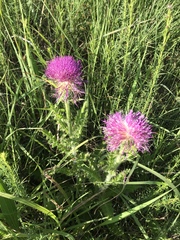 Cirsium pumilum