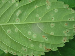 Puccinia komarovii