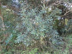 Euclea natalensis obovata