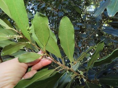 Euclea natalensis obovata