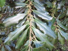 Euclea natalensis obovata