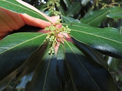 Euclea natalensis obovata