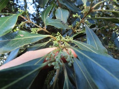 Euclea natalensis obovata