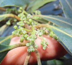 Euclea natalensis obovata